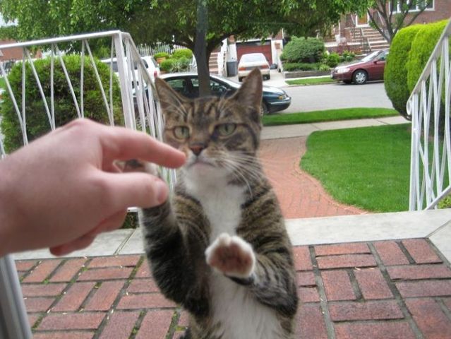 These funny animals (45 pics)