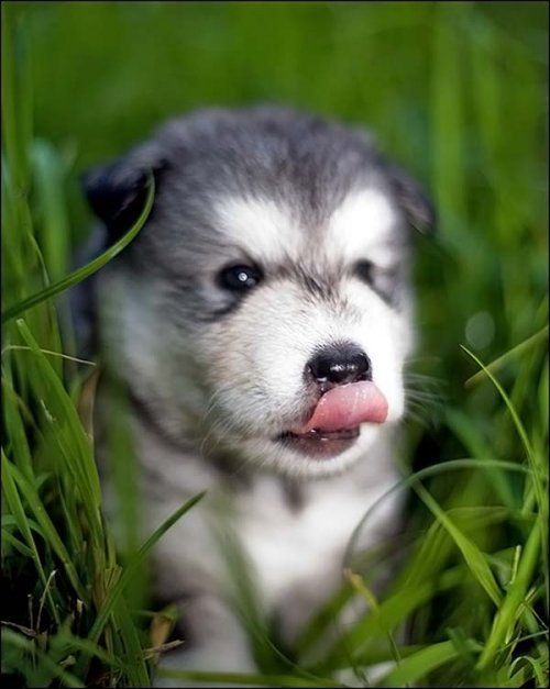 These funny animals (45 pics)