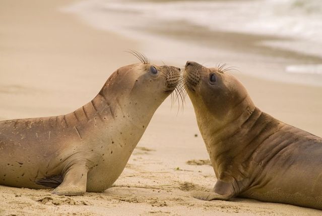 These funny animals (45 pics)