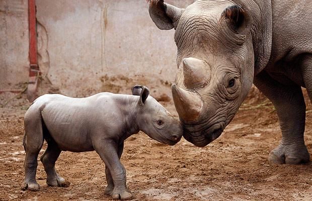 These funny animals (45 pics)