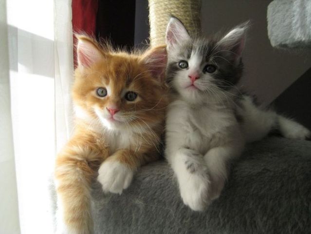 These funny animals (45 pics)