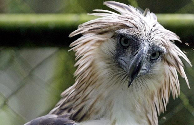 These funny animals (45 pics)