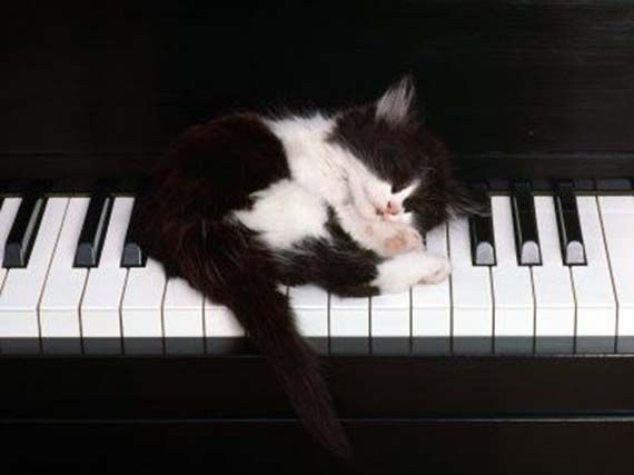 These funny animals (45 pics)