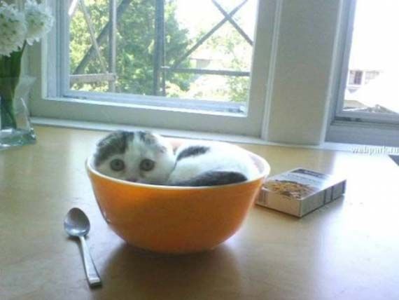 These funny animals (45 pics)
