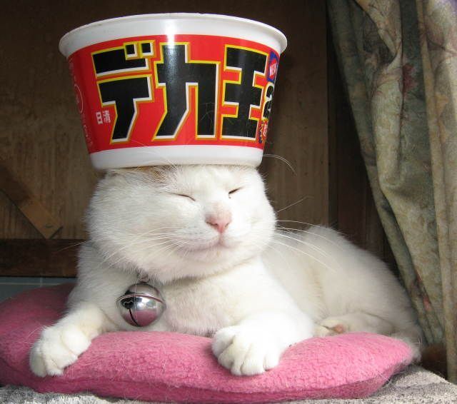 These funny animals (45 pics)