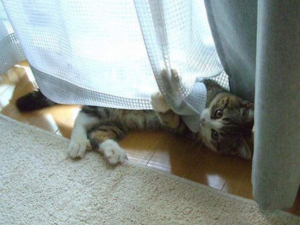 These funny animals (45 pics)