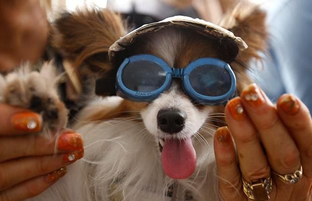 These funny animals (45 pics)