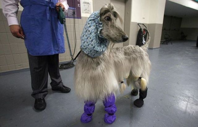These funny animals (45 pics)