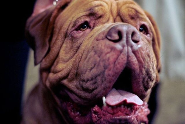 These funny animals (45 pics)