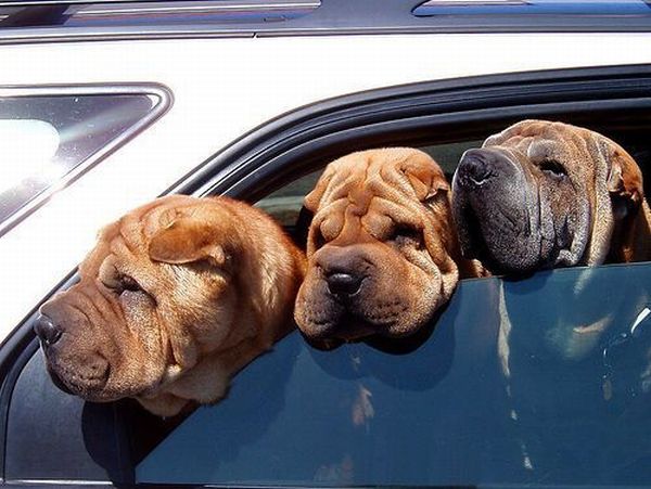 These funny animals (45 pics)