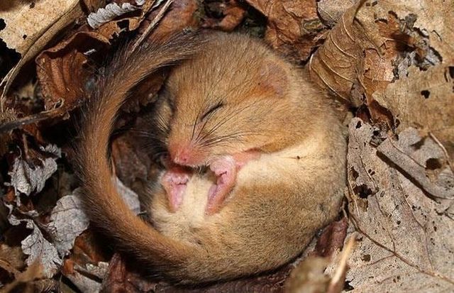 These funny animals (45 pics)