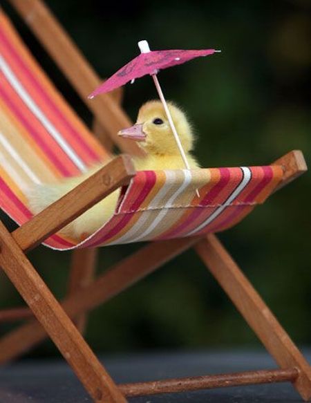 These funny animals (45 pics)