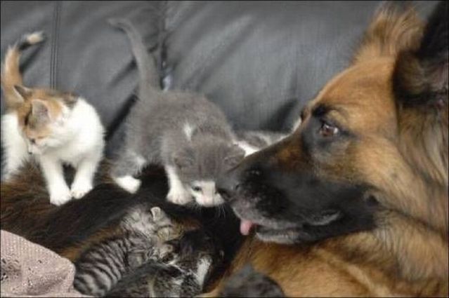 These funny animals (45 pics)
