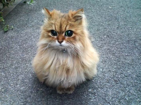 These funny animals (45 pics)