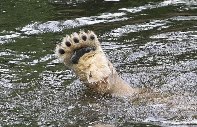 These funny animals (45 pics)