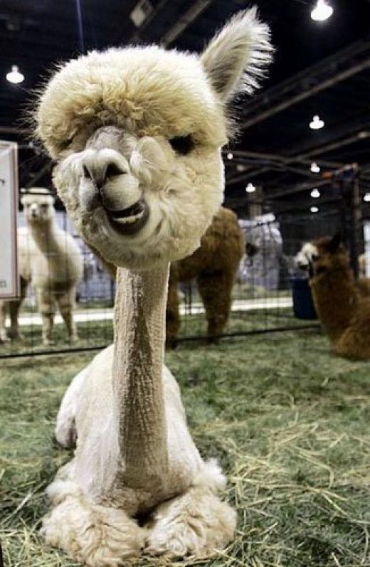 These funny animals (45 pics)
