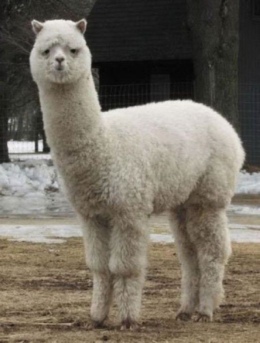These funny animals (45 pics)