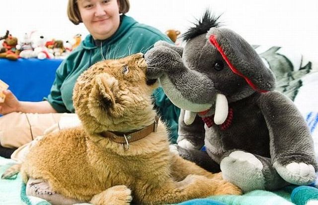These funny animals (45 pics)