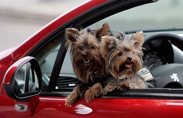 These funny animals (45 pics)