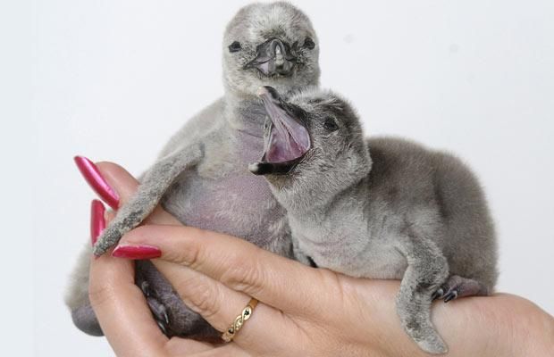 These funny animals (45 pics)