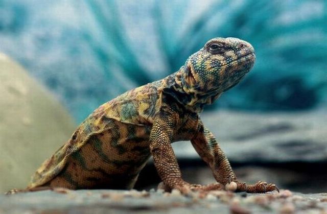 These funny animals (45 pics)