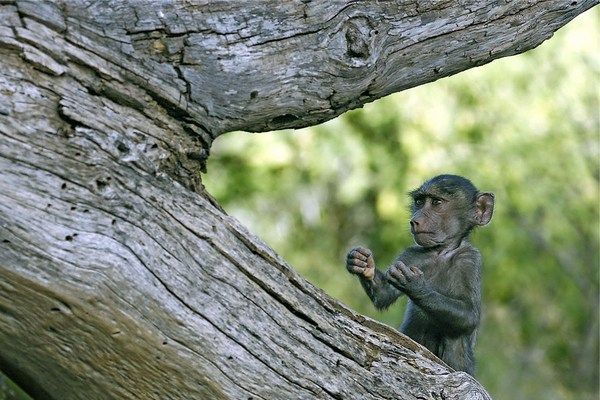 These funny animals (45 pics)