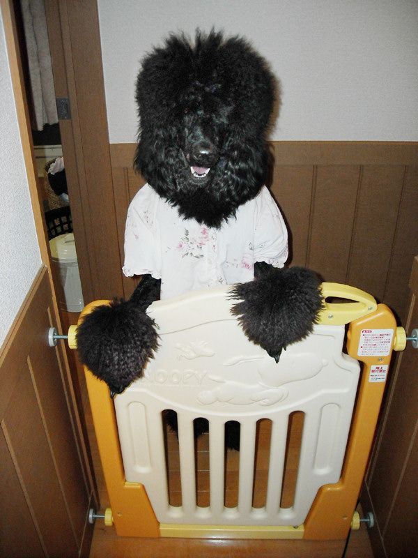 These funny animals (45 pics)