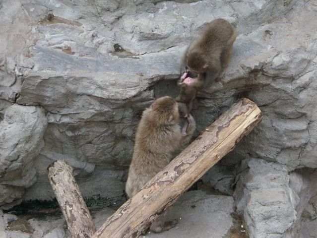 These funny animals (45 pics)