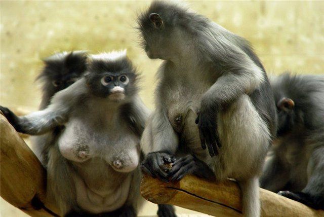 These funny animals (45 pics)