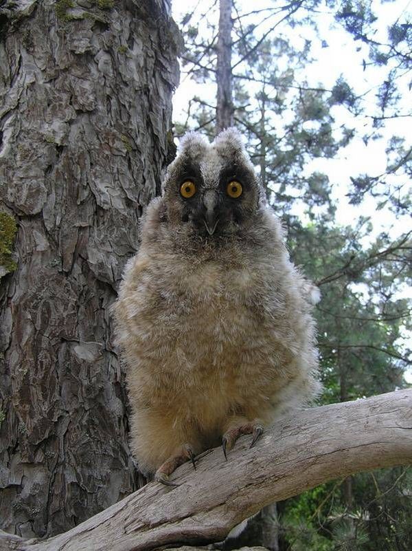 These funny animals (45 pics)