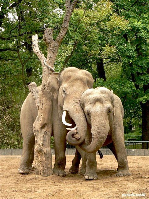 These funny animals (45 pics)