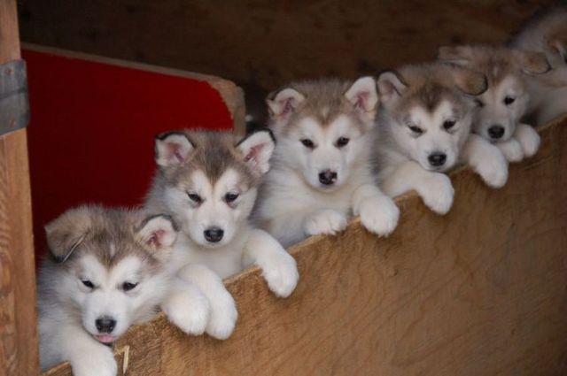 These funny animals (45 pics)