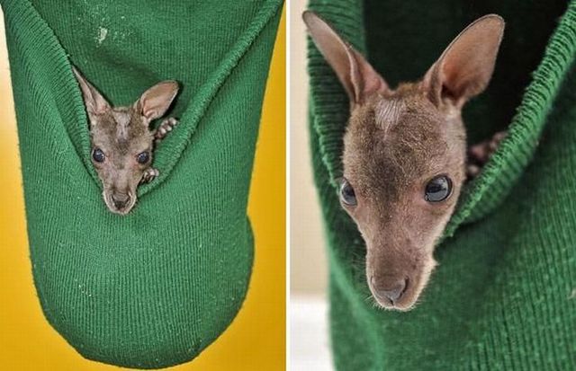 These funny animals (45 pics)