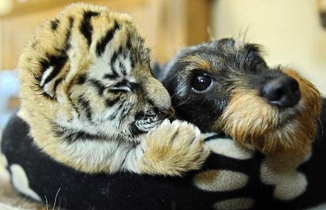 These funny animals (45 pics)