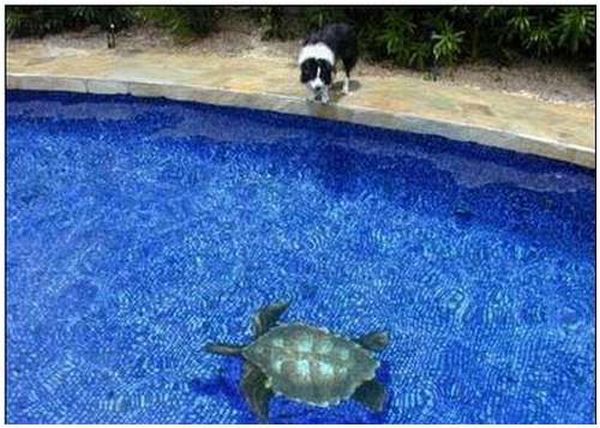 Great 3D swimming pool!! (9 pics)