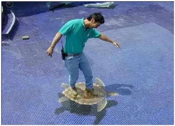 Great 3D swimming pool!! (9 pics)