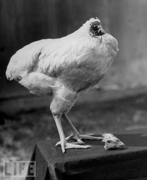 Very weird animals (27 pics)