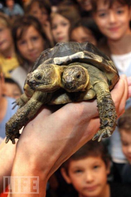 Very weird animals (27 pics)