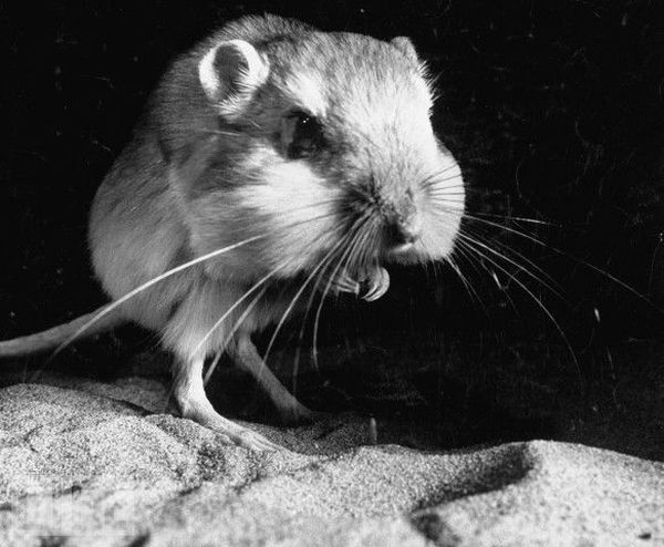 Very weird animals (27 pics)