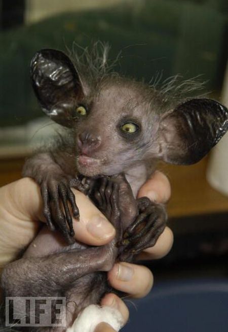Very weird animals (27 pics)
