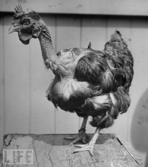 Very weird animals (27 pics)