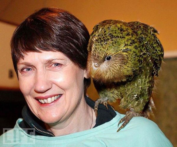 Very weird animals (27 pics)