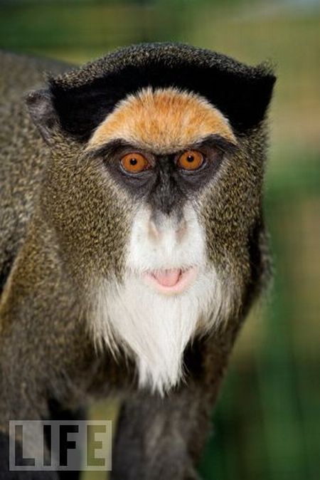 Very weird animals (27 pics)