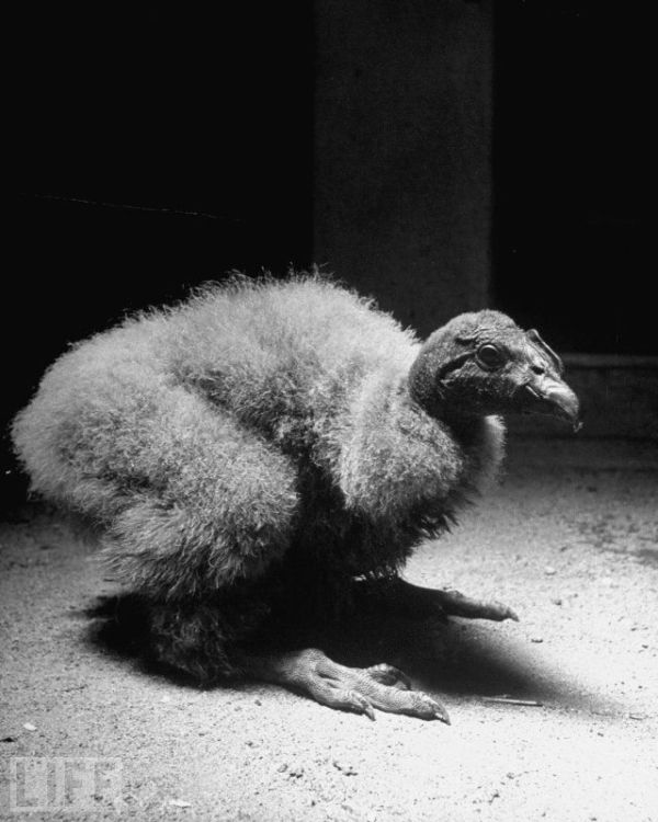 Very weird animals (27 pics)