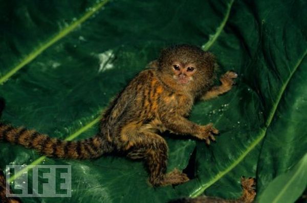Very weird animals (27 pics)