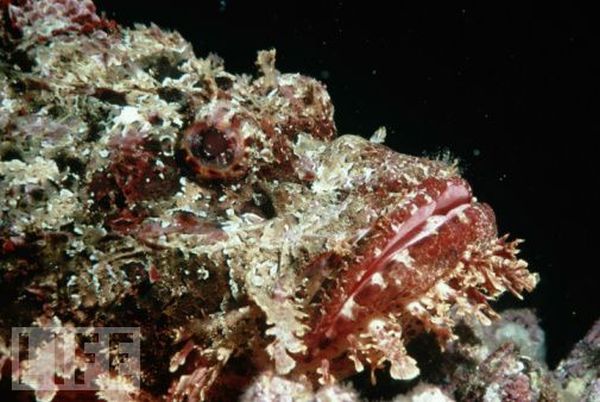 Very weird animals (27 pics)