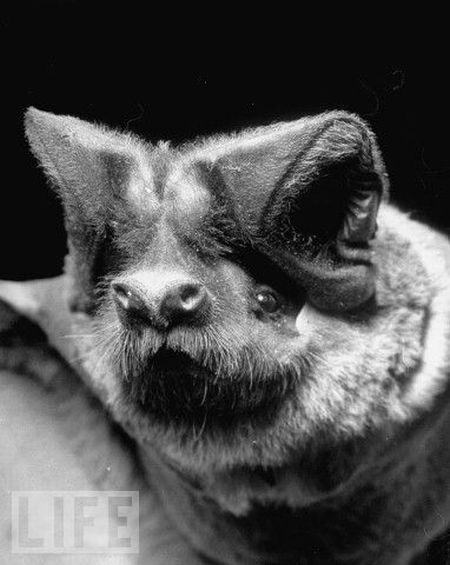 Very weird animals (27 pics)