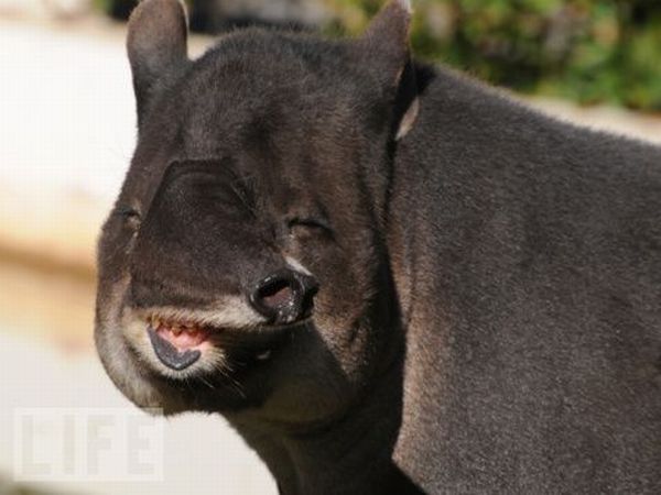Very weird animals (27 pics)
