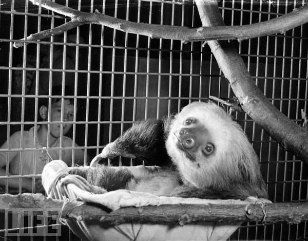Very weird animals (27 pics)