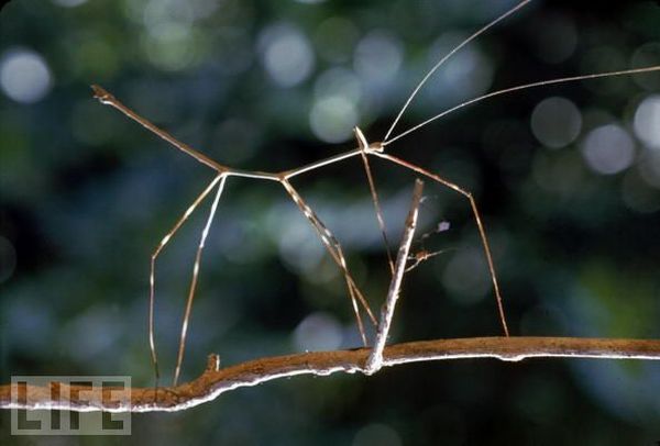 Very weird animals (27 pics)